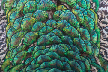 Turqoise ornament peacock close up feathers