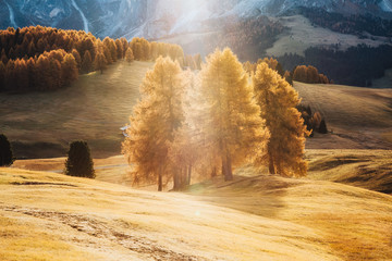 Lovely  yellow larches in sunlight. Location place Dolomiti, Compaccio village, Alpe di Siusi, Province of Bolzano - South Tyrol, Italy, Europe.