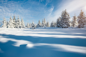 Majestic white spruces glowing by sunlight.