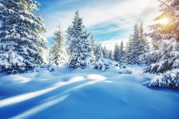Obraz premium Majestic white spruces glowing by sunlight.