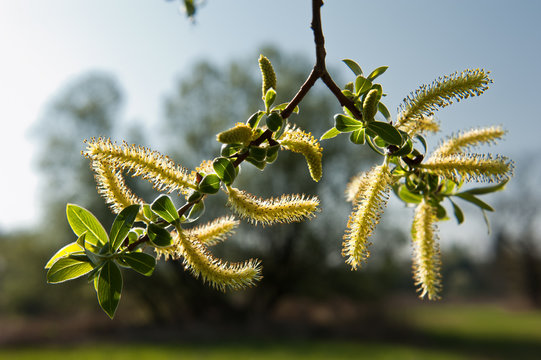 M&auml;nnliche K&auml;tzchen der Silberweide (Salix alba) in der Hunzigenau im Tal der Aare (Kanton Bern)