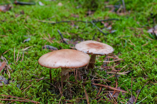 Red mushrooms on green litter
