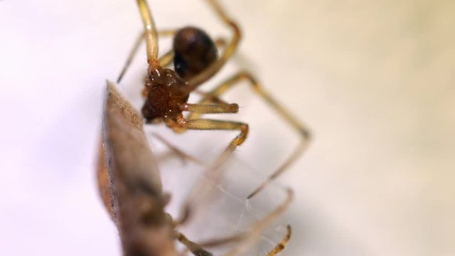 Spider entangling big insect in the nest