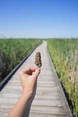  Hand holding a cannabis nug against trail and blue sky landscape