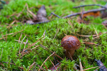 Small mushroom on the green litter in the forest