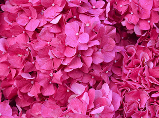 Pink Hydrangea flowers close up.Hydrangea macrophylla.Hortensia flower as a background. Selective focus.