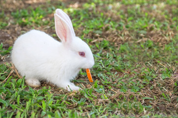 White rabbit eating carrots on grass