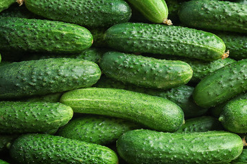 Many green fresh cucumbers as background