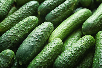 Many green fresh cucumbers as background