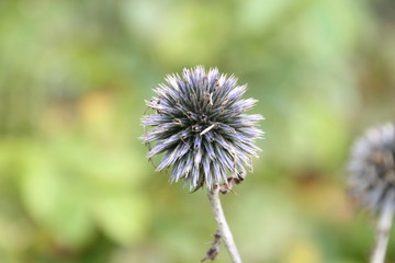 Autumnal flower