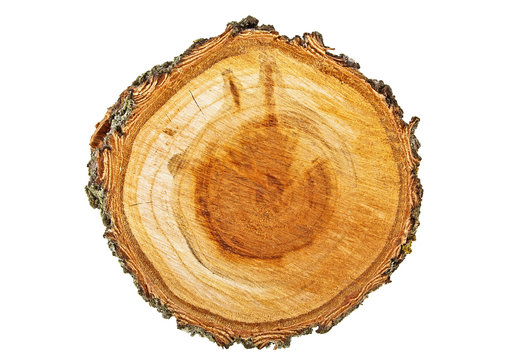 Cross section of tree trunk isolated on white background. Apricot tree.