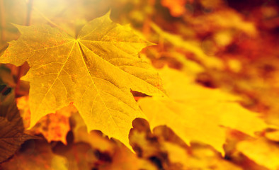 Naklejka na ściany i meble Autumnal background with maple leaves.