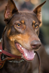 beautiful photo portrait dog breed doberman
