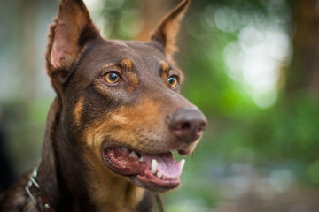 beautiful photo portrait dog breed doberman