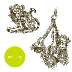 Set of monkey. Vector illustration. © KseniaKrop