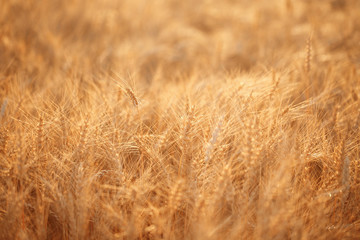 Wheat field. Ears of golden wheat close up. Rural Scenery under Shining sunset. close-up