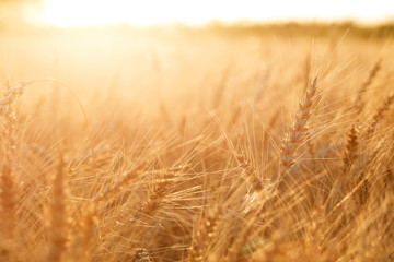 Fototapeta premium Wheat field. Ears of golden wheat close up. Rural Scenery under Shining sunset. close-up