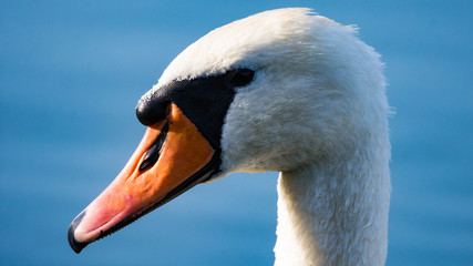 Cygne