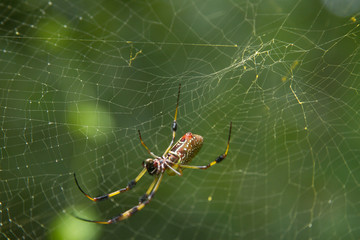 Golden Orb Spider with Web