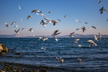 Neuchâtel lake