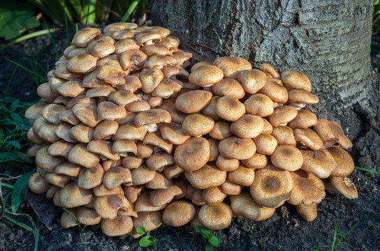 Wild forest and garden mushrooms known as honey mushrooms.