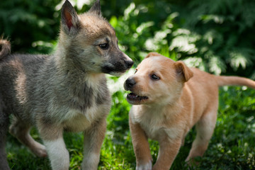 beautiful photo two little puppy dogs are playing
