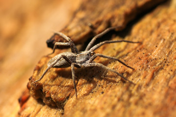 beautiful spider photo close up