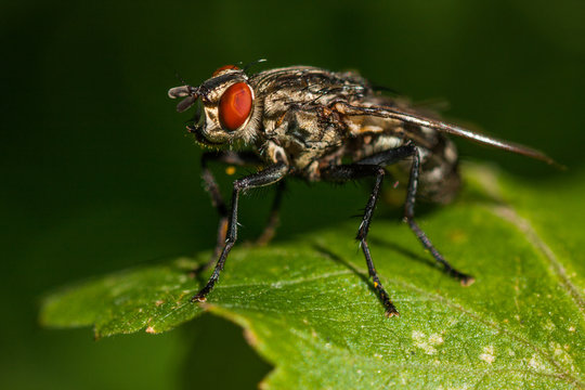 beautiful photo of a fly close up