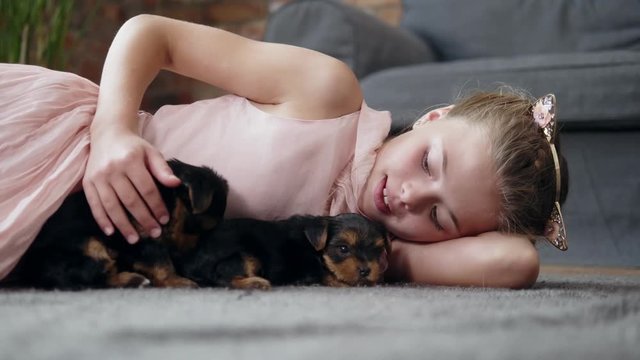 Little girl playing with yorkshire terrier puppies