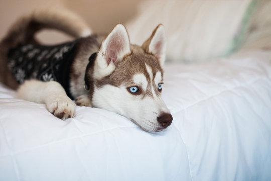 Husky Puppy Laying on Bed