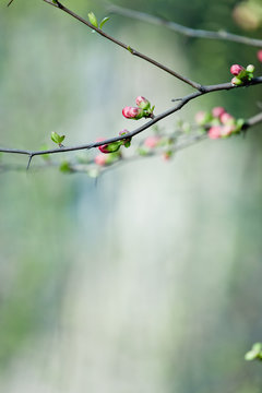 Apple Blossom