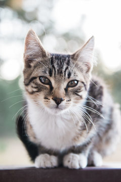 Kitten