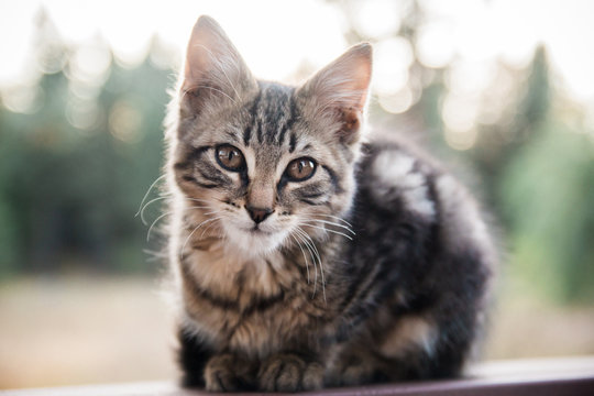 Cute Kitten