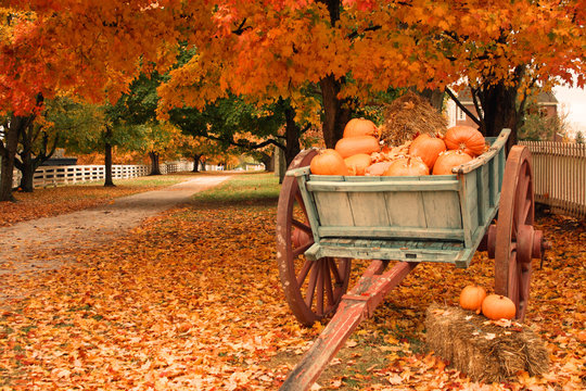 Fall Colors & Pumpkins in a Cart