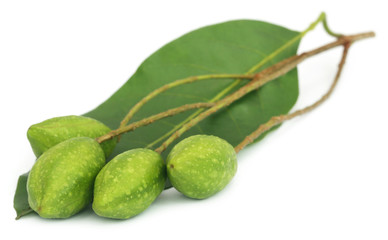 Fresh green medicinal haritaki fruits