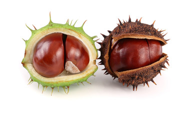 chestnut in the skin isolated on white background closeup