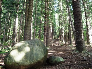 boulder marking the path up through the pines © Bob Herkes