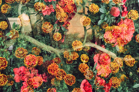 Double exposure of colorful flower garden