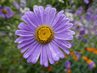 blue daisy with drops of water