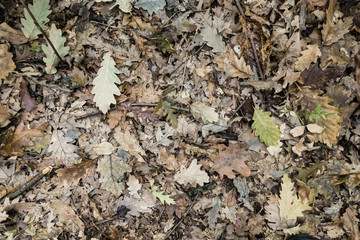 Background of fallen leaves