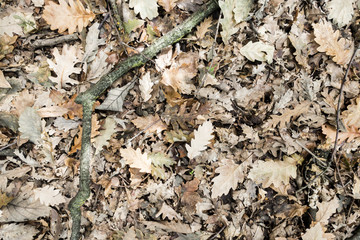background of fallen leaves