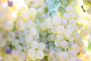 Grapes in a vineyard (selective focus)