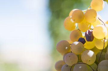 Grapes in a vineyard (selective focus)