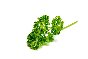fresh green curly parsley