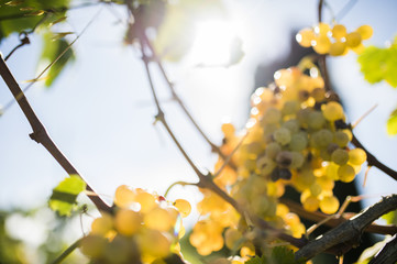 Blurred grapes in a vineyard (selective focus)