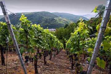 Rebstöcke im Weinbaugebiet