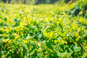 Cuba, Havana, Almendares park in Great Metropolitan park