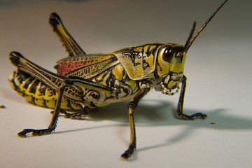 Eastern Lobber Grasshopper