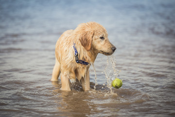 Golden Playing with Ball