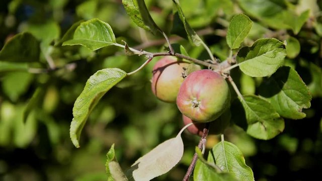 Frutales